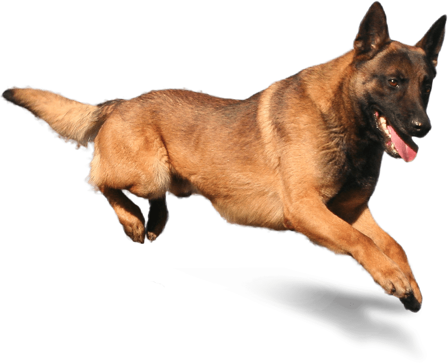 Dog Mat Training: Teach Your Dog Target Training with Mats · The Wildest