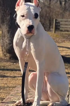 Mila: A 1 Year Old Dogo Argentino