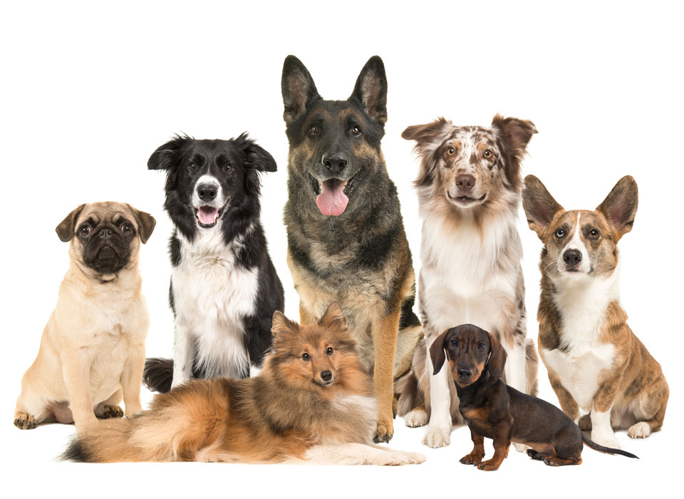 What Types of Dogs Can Be Trained?