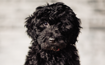 3 Easy commands you can teach your puppy